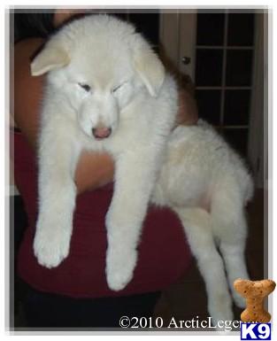 Alaskan Malamute Puppies